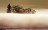 Trees Above Fog_33597